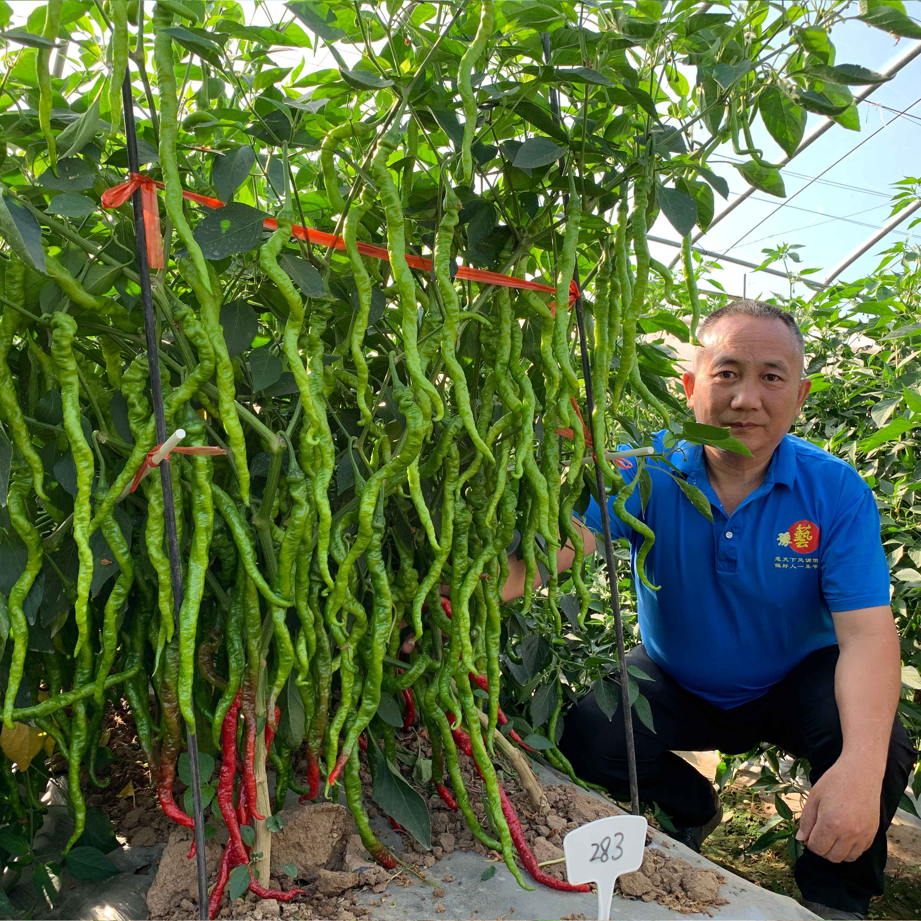 金富小麻花